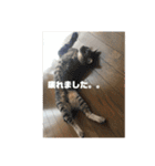うちのさぼとまろんとちくわ（個別スタンプ：19）
