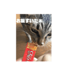 うちのさぼとまろんとちくわ（個別スタンプ：22）
