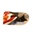 奥村家の愉快なにゃんこたち（個別スタンプ：1）