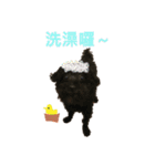 プードルのポップコーン（個別スタンプ：2）