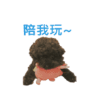 プードルのポップコーン（個別スタンプ：11）