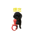 プードルのポップコーン（個別スタンプ：22）