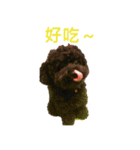 プードルのポップコーン（個別スタンプ：23）