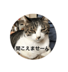 はなさまスタンプ（個別スタンプ：3）