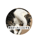 はなさまスタンプ（個別スタンプ：4）