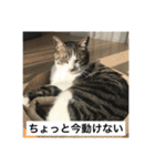はなさまスタンプ（個別スタンプ：5）