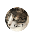 はなさまスタンプ（個別スタンプ：7）