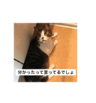 はなさまスタンプ（個別スタンプ：9）