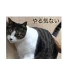 はなさまスタンプ（個別スタンプ：12）