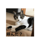 はなさまスタンプ（個別スタンプ：13）
