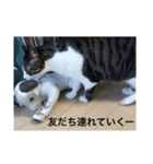 はなさまスタンプ（個別スタンプ：16）