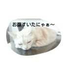 猫三姉妹（個別スタンプ：1）