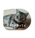 猫三姉妹（個別スタンプ：2）