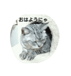 猫三姉妹（個別スタンプ：4）