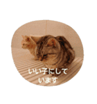 猫三姉妹（個別スタンプ：5）