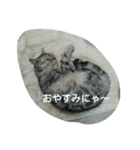 猫三姉妹（個別スタンプ：6）