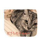 猫三姉妹（個別スタンプ：7）