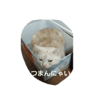 猫三姉妹（個別スタンプ：8）
