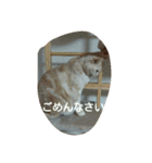 猫三姉妹（個別スタンプ：9）