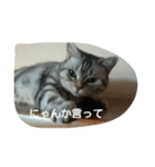 猫三姉妹（個別スタンプ：10）