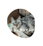 猫三姉妹（個別スタンプ：11）