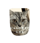 猫三姉妹（個別スタンプ：13）