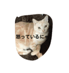 猫三姉妹（個別スタンプ：14）