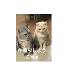 猫三姉妹（個別スタンプ：15）