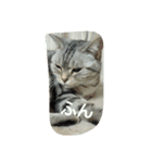 猫三姉妹（個別スタンプ：16）