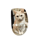 猫三姉妹（個別スタンプ：17）