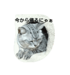猫三姉妹（個別スタンプ：18）