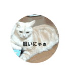 猫三姉妹（個別スタンプ：19）