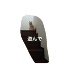 猫三姉妹（個別スタンプ：20）