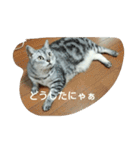 猫三姉妹（個別スタンプ：21）