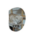 猫三姉妹（個別スタンプ：23）