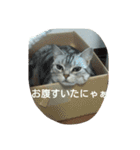 猫三姉妹（個別スタンプ：24）