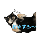 うちの子黒柴（個別スタンプ：1）