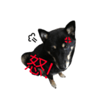 うちの子黒柴（個別スタンプ：2）