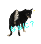 うちの子黒柴（個別スタンプ：3）