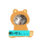 ネコシリーズ（個別スタンプ：1）