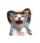 ネコシリーズ（個別スタンプ：8）