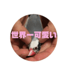 鈴木家のブンさん（個別スタンプ：1）