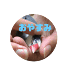 鈴木家のブンさん（個別スタンプ：3）