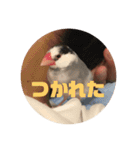 鈴木家のブンさん（個別スタンプ：12）