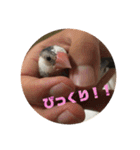 鈴木家のブンさん（個別スタンプ：14）