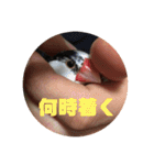 鈴木家のブンさん（個別スタンプ：19）