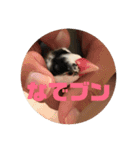鈴木家のブンさん（個別スタンプ：20）