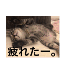 こゆきとちくわ（個別スタンプ：1）