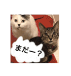 こゆきとちくわ（個別スタンプ：3）