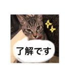 こゆきとちくわ（個別スタンプ：4）